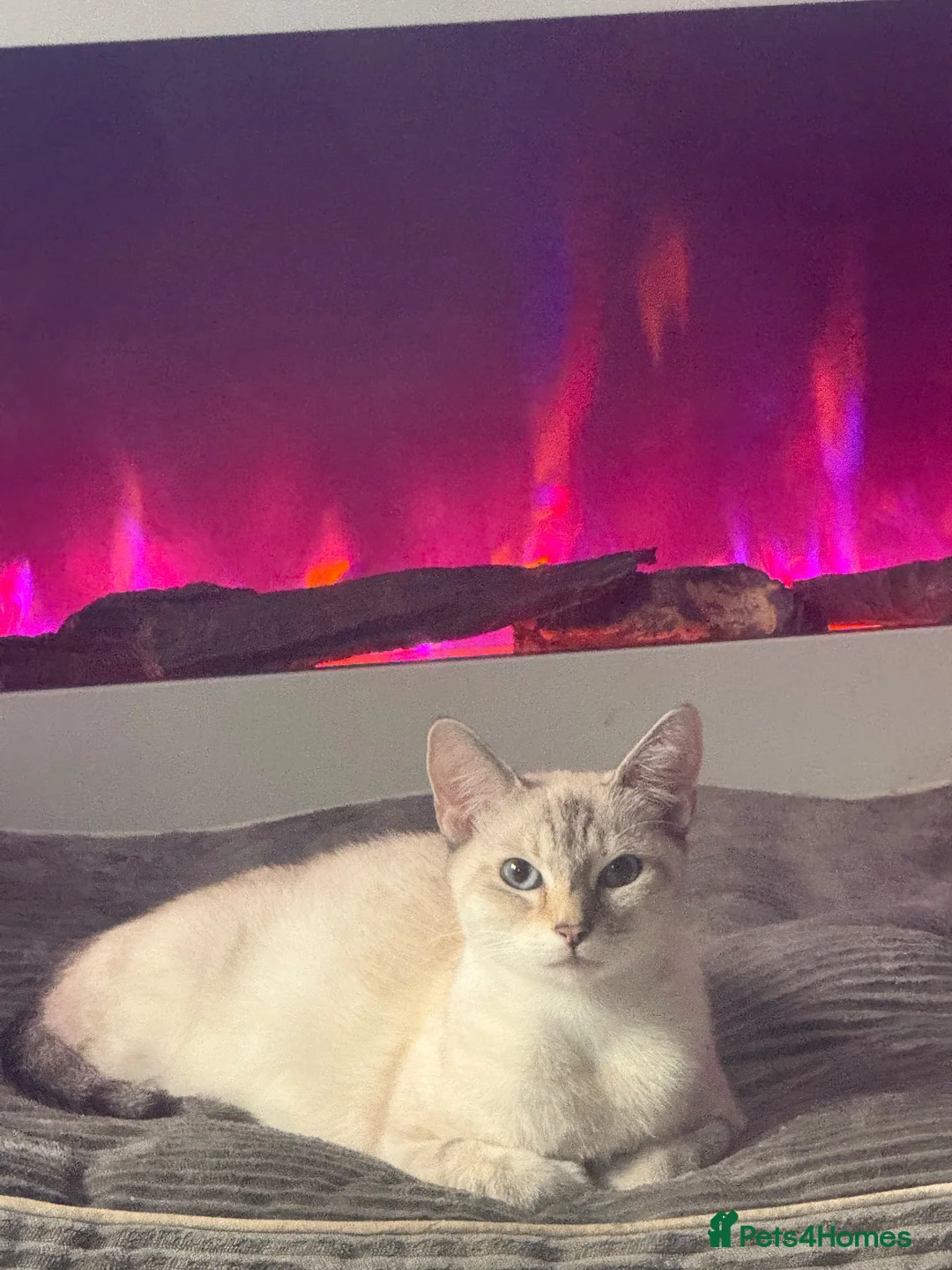 Mixed Breed cats for sale: Blue mixed breed kittens - Advert 1