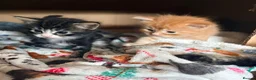 Mixed Breed cats for sale: Beautiful Ragdoll Cross Kittens - Advert 13