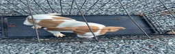 Mixed Breed dogs for sale: Saluki/greyhound puppies  - Advert 7