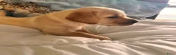 Labrador Retriever dogs for sale: Fabulous blonde Labrador puppies  - Advert 28