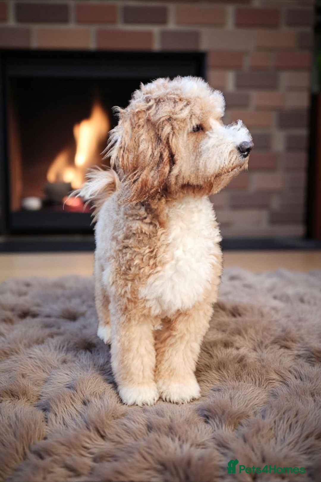 Labradoodle dogs for stud: STUNNING AUSTRALIAN LABRADOODLES HIP 0/0 ELBOW 0/0 - Advert 21