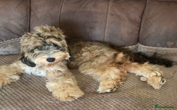 Pomapoo dogs for sale: Pomapoo Puppy - Advert 18