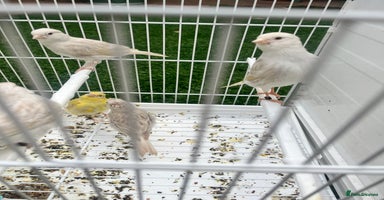 Finches birds - Advert 9