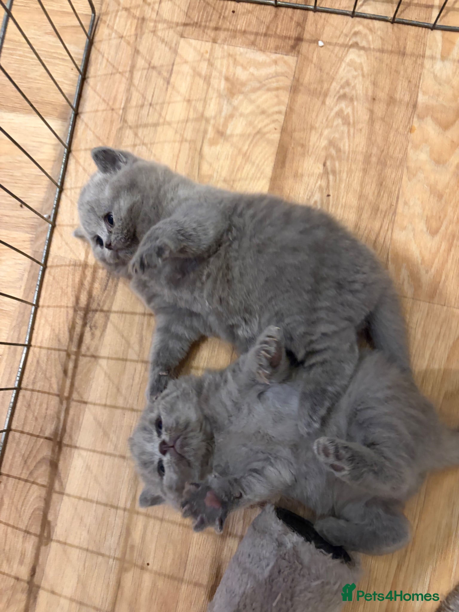 British Shorthair cats £950 Quality GCCF Pure Pedigree British Shorthair - Advert 2