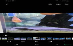 Catfish fish for sale: Large Fish Tank 120 x 70 x 38 cm with Catfish etc  - Image 1