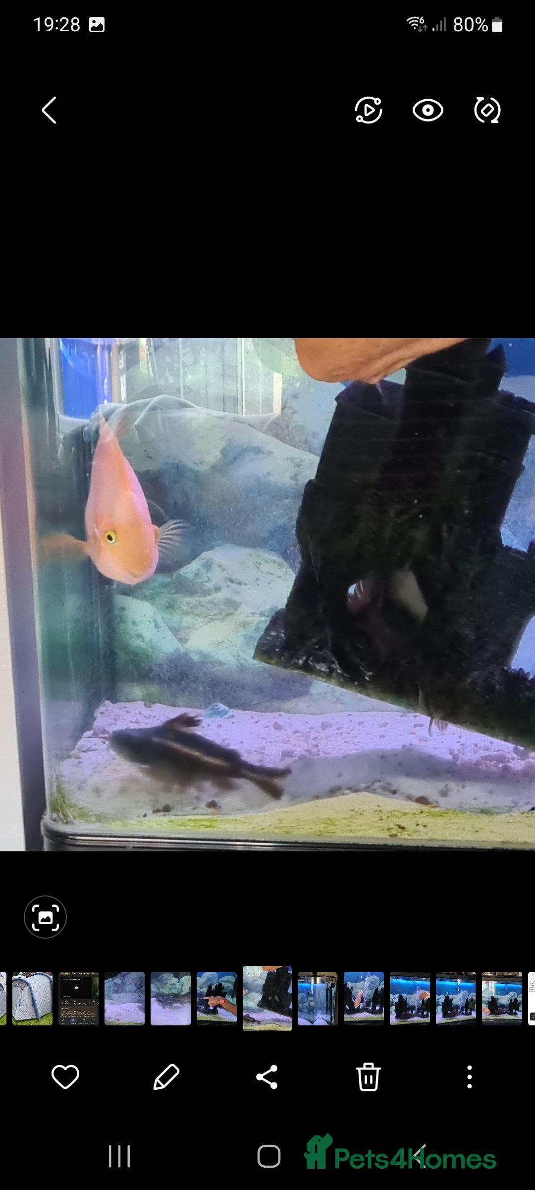 Catfish fish for sale: Large Fish Tank 120 x 70 x 38 cm with Catfish etc  - Image 1