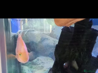 Catfish fish - Advert 3