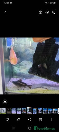 Catfish fish - Advert 2