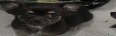 Chihuahua 1