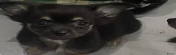 Chihuahua dogs for sale: Tiny chihuahua puppies  - Advert 5