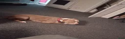 American Bully dogs for sale: American bullie  - Advert 3