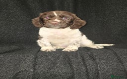 Cocker Spaniel dogs for sale: Cocker Spaniel puppies - Advert 7