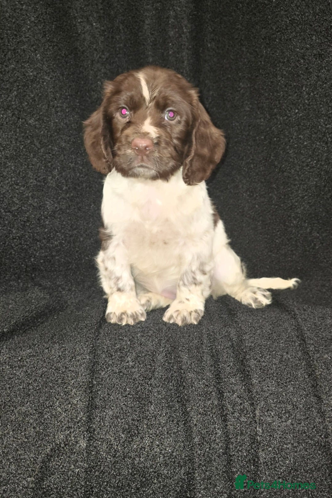 Cocker Spaniel dogs for sale: Cocker Spaniel puppies - Advert 7