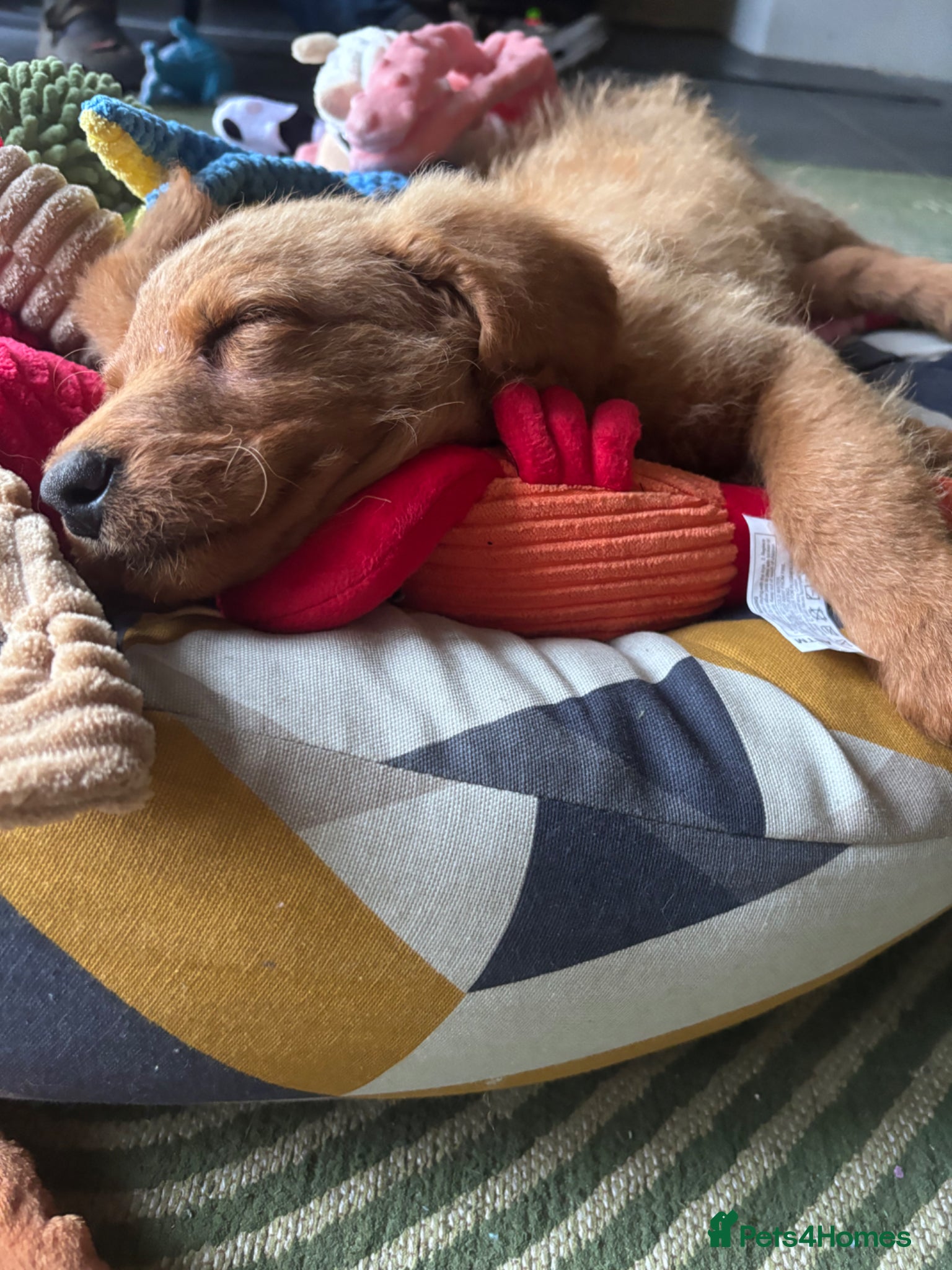 Labradoodle dogs Medium sized F1b Labradoodles  - Advert 3