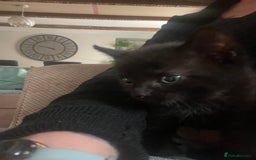 Mixed Breed cats for sale: 3 kittens left   - Advert 6