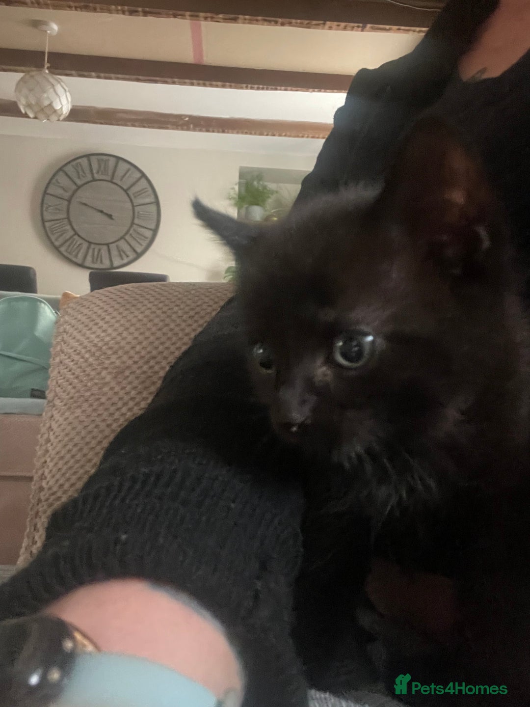 Mixed Breed cats for sale: 3 kittens left   - Advert 6