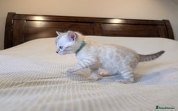 Bengal cats for sale: 🖤🤎 Gorgeous Bengal Kittens 🤎🖤 - Image 3