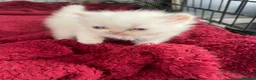 Persian cats for sale: Kittens in Doncaster - Advert 7