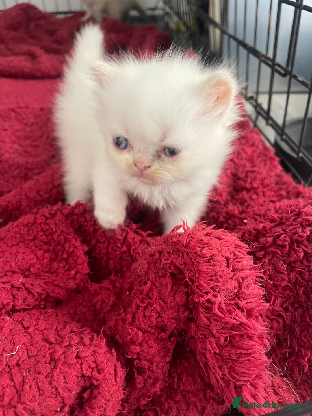 Persian cats for sale: Kittens in Doncaster - Advert 7