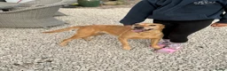 Labrador Retriever dogs for sale: Gorgeous 7 year old Labrador - Advert 7