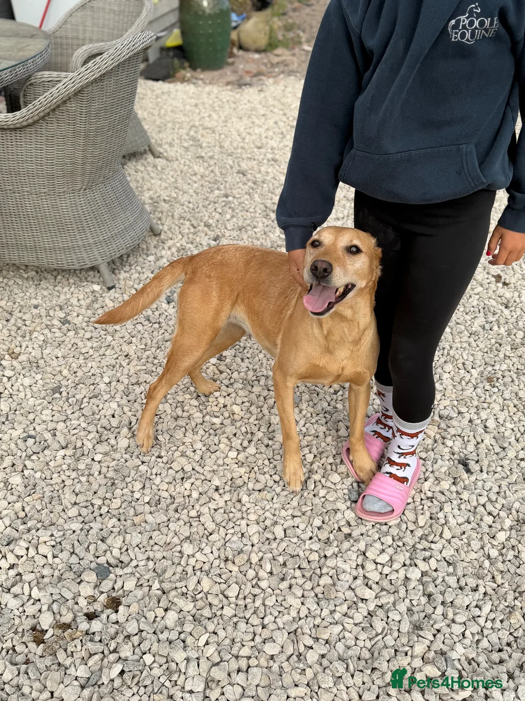 Labrador Retriever dogs for sale: Gorgeous 7 year old Labrador - Advert 7