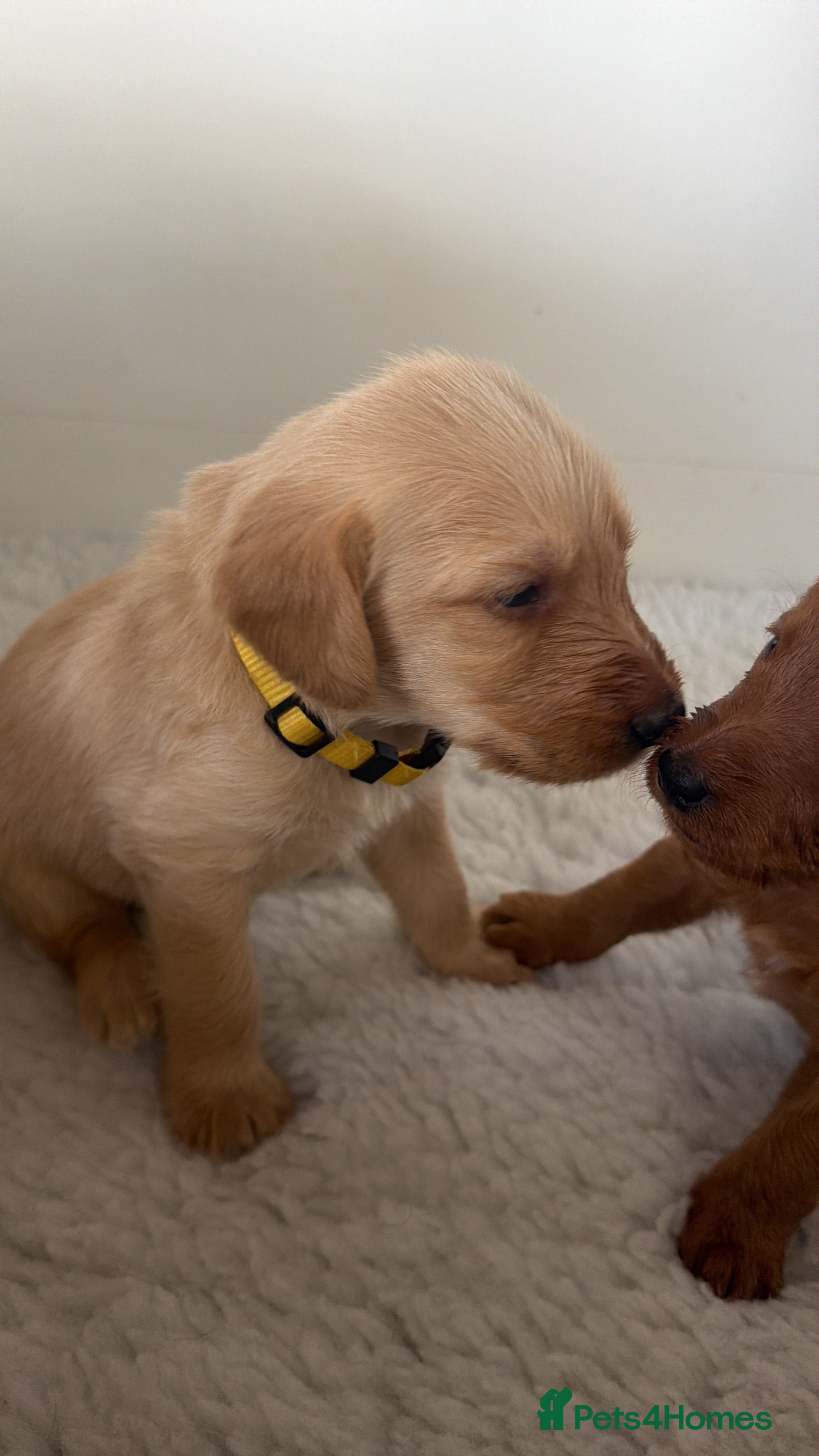 Labradoodle dogs Perfect fox red medium Labradoodles  - Advert 2
