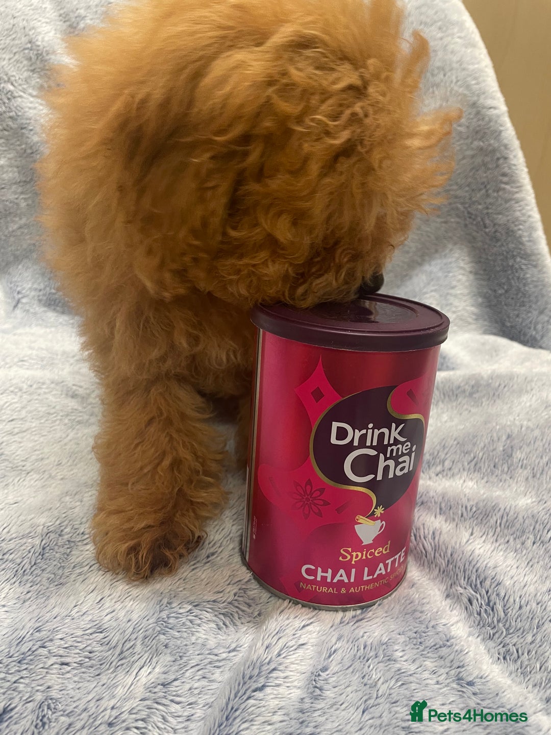 Toy Poodle dogs for sale: Stunning tiny toy poodles  - Advert 11