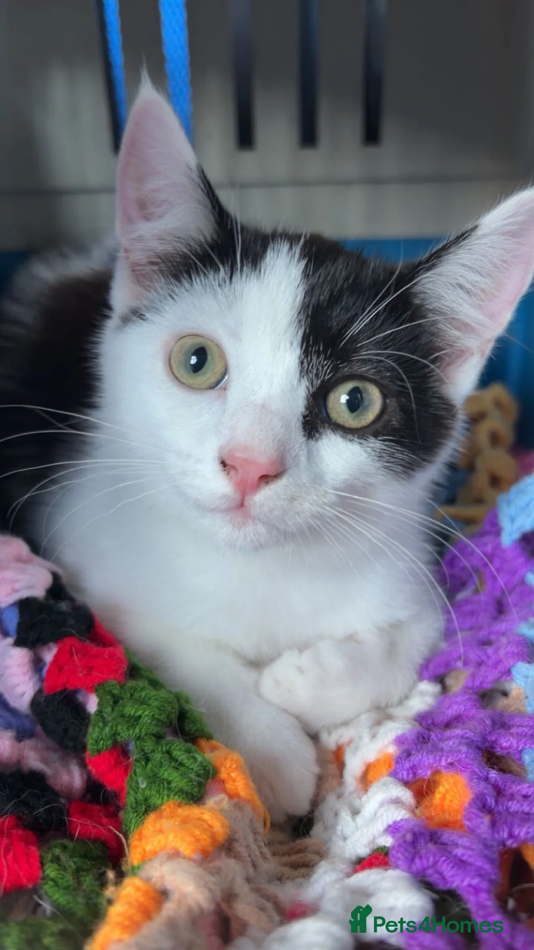 Mixed Breed cats for sale: Kitten for Sale in Plymouth - Advert 1