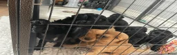 Double Doodle dogs for sale: Labradoodle/Sproodle X in Swindon - Advert 5