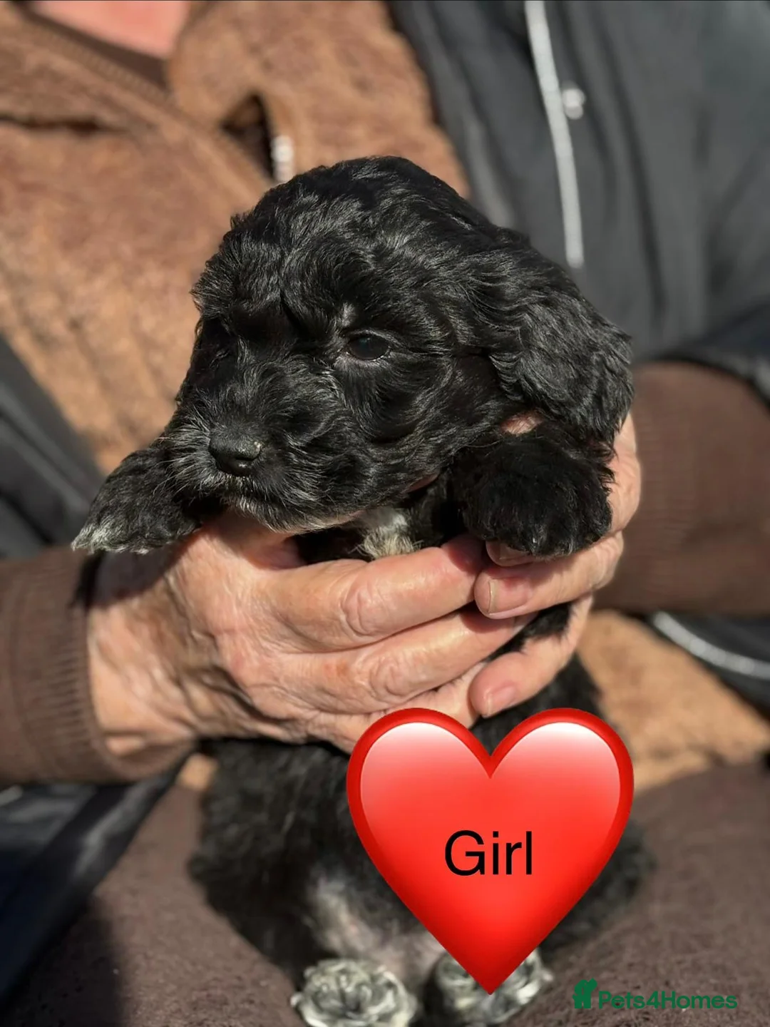 Cockapoo dogs for sale: Cockapoo puppies  in Slough - Advert 12