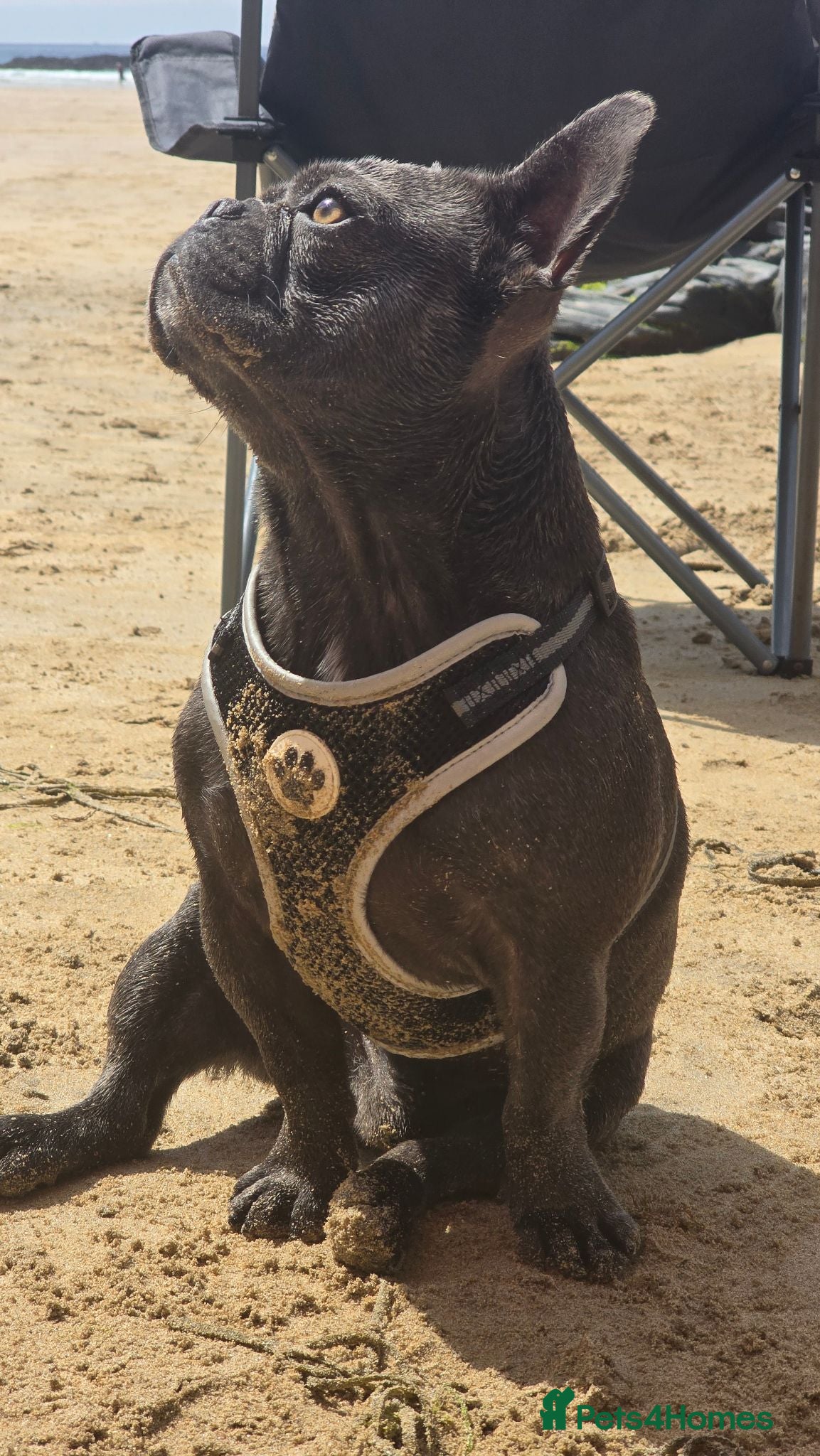 French Bulldog dogs French Bulldog for stud  - Advert 14