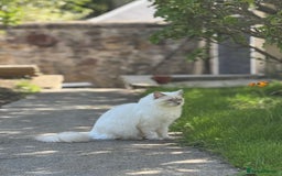 Ragdoll cats for sale: Rare Ragdoll Kitten - Image 2