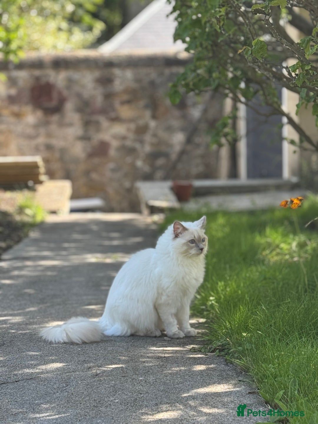 Ragdoll cats for sale: Rare Ragdoll Kitten - Image 2
