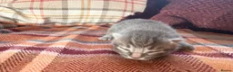 Mixed Breed cats for sale: Beautiful British Shorthaired Cross Kittens - Advert 15