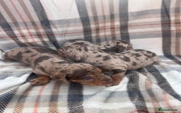 Miniature Dachshund dogs for sale: 5⭐️BREEDERS🏆KCREG🌸6GIRL💙1BOY🩺HEALTH TESTED🧬 - Image 4