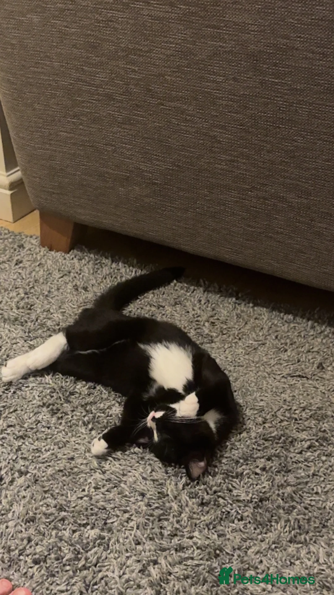 American Shorthair cats for sale: 2 MALE KITTENS  **   in Halifax - Advert 2