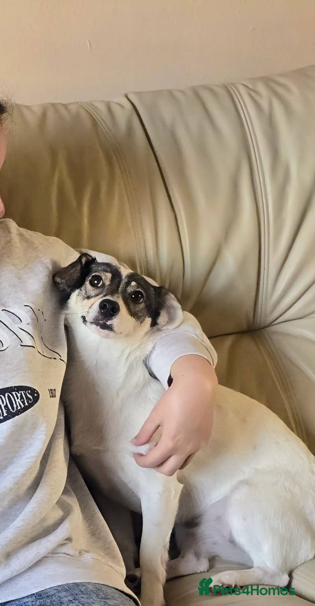 Mixed Breed dogs for adoption: Meet Raisin (aka April) - Image 1