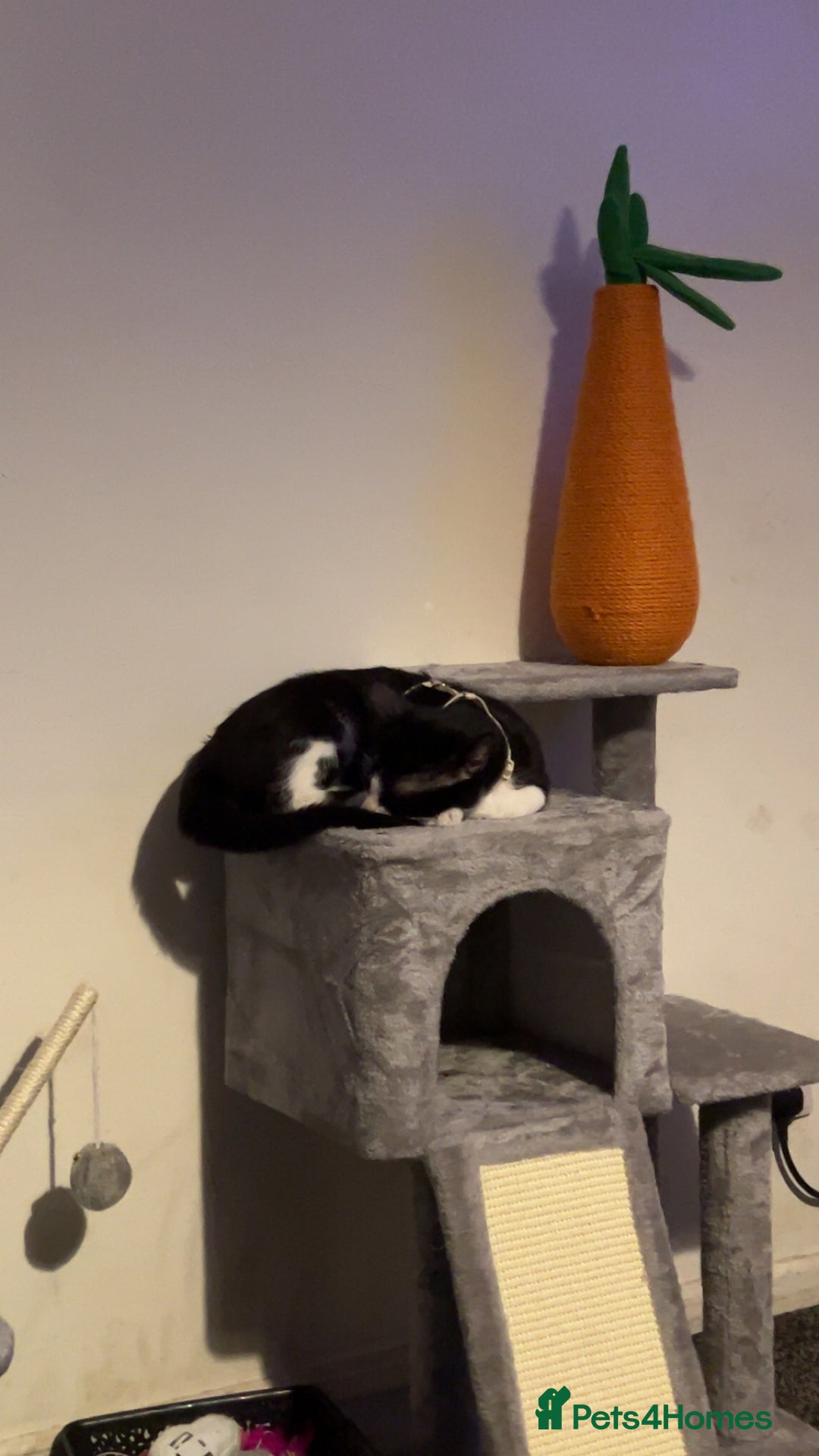 Domestic Shorthair cats for sale: Milo 4 month old kitten  - Image 4