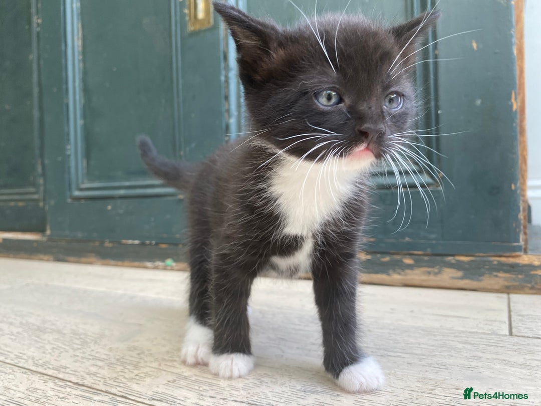 Mixed Breed cats for sale: Four beautiful little kittens - Image 39