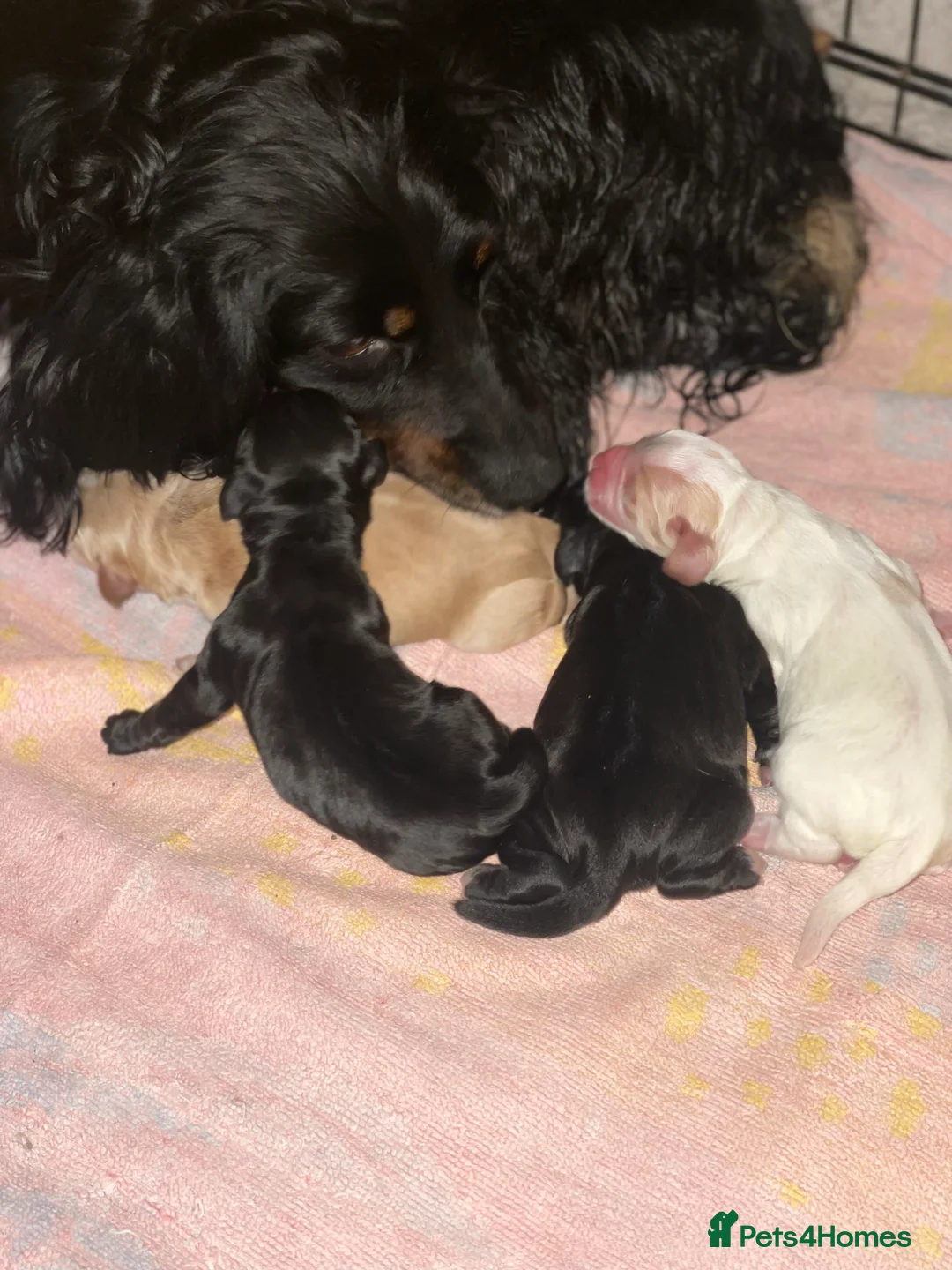 Cocker Spaniel dogs for sale: Working cocker spaniels  in Westerham - Advert 2