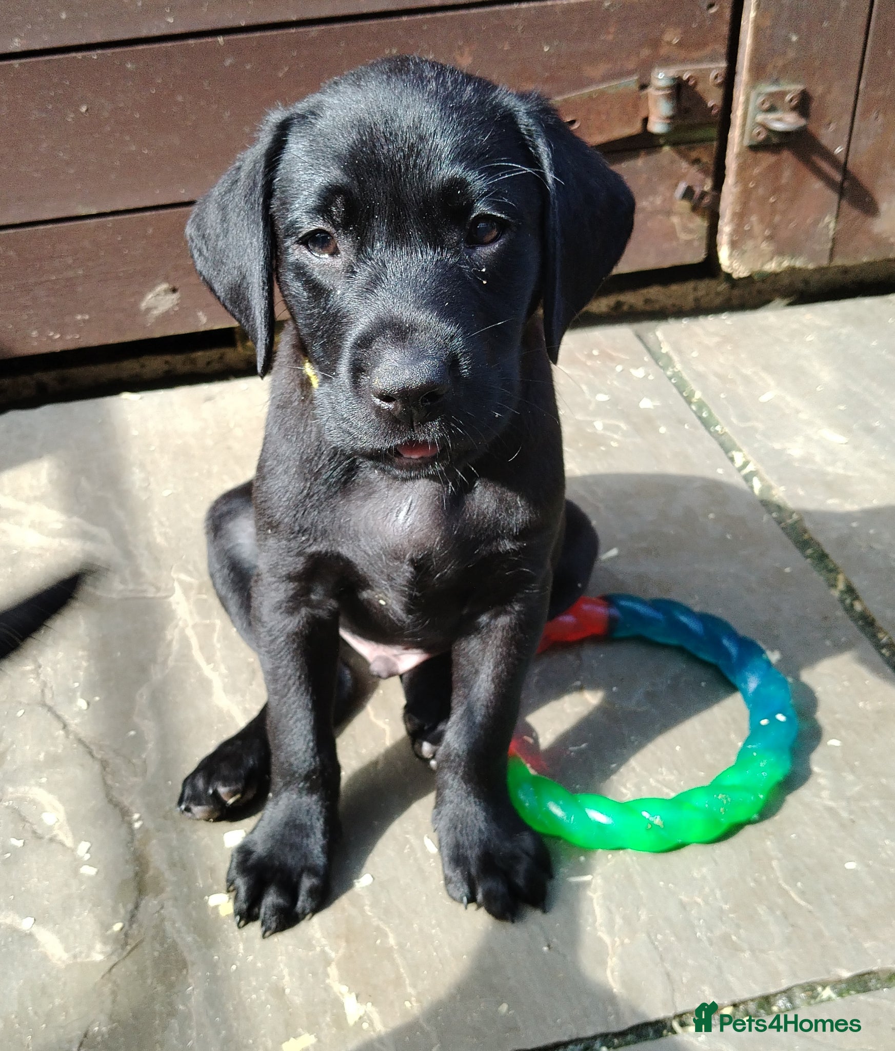 Labrador Retriever dogs Gorgeous  labrador retriever puppies for s - Advert 3