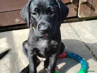 Labrador Retriever dogs Gorgeous labrador retriever puppies for s - Advert 3
