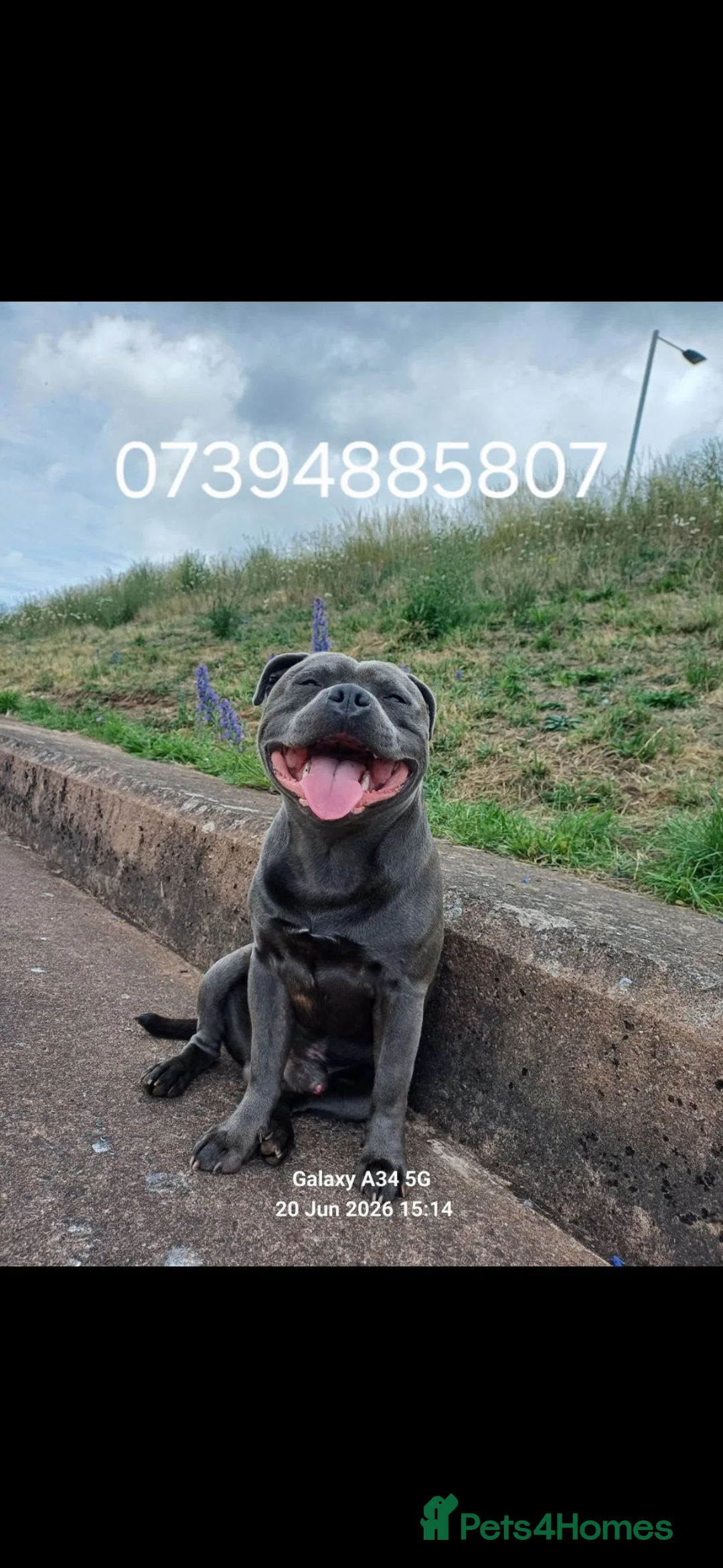 Staffordshire Bull Terrier dogs for stud: Zeus for stud, stunning fully kc blue staffy boy  - Advert 1