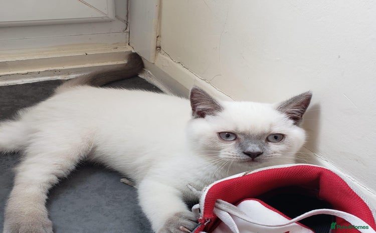 British Shorthair cats - Advert 5