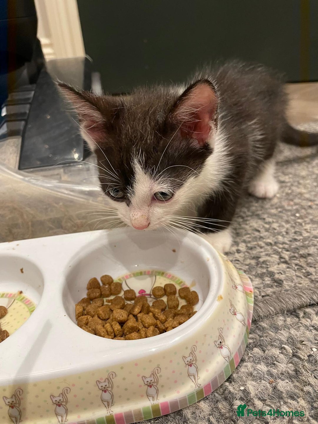 Mixed Breed cats for sale: 🐾 Friendly 8wk Kitten – Ready Today – £300🐾 - Image 4