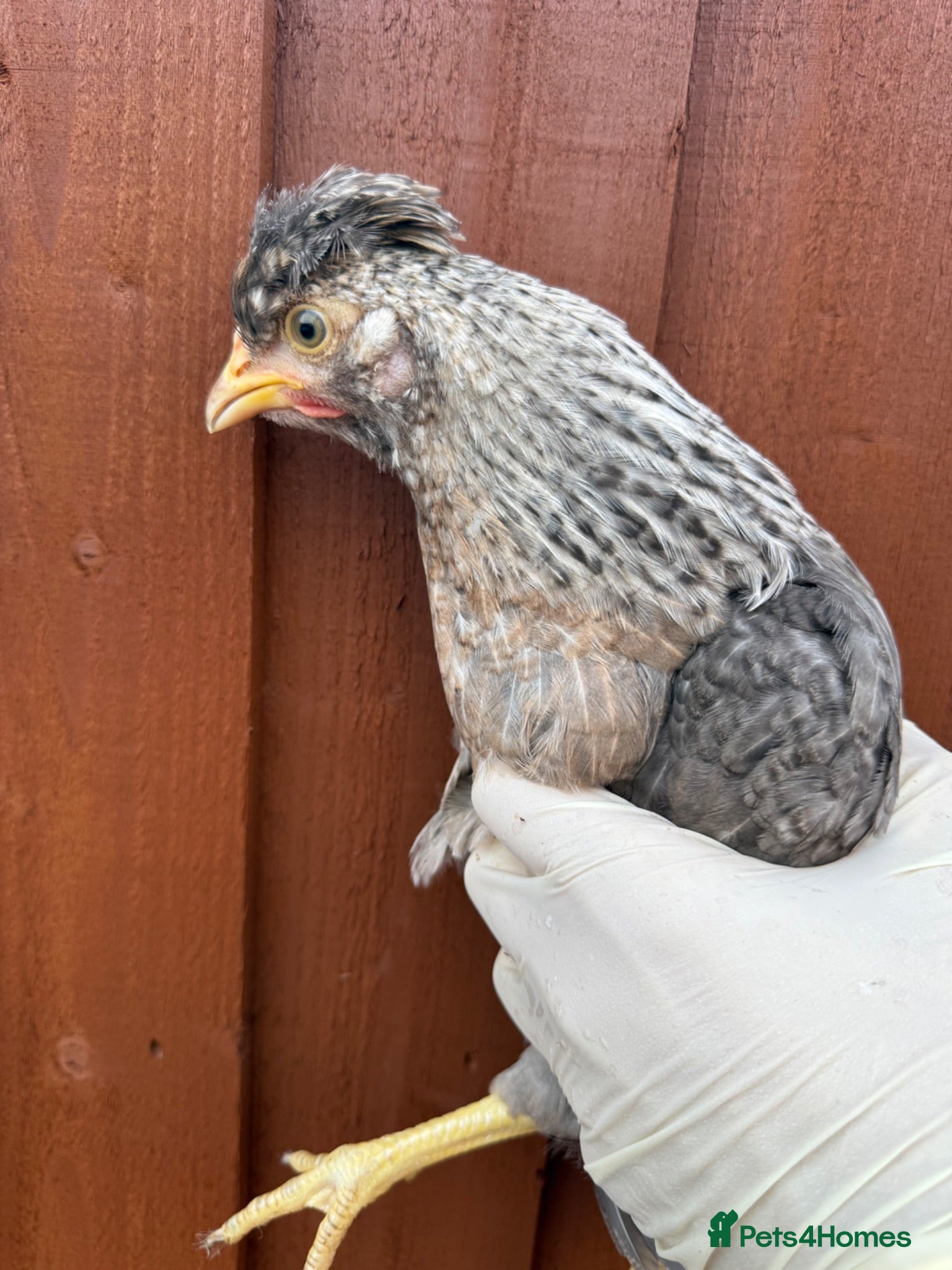 Chickens poultry Cream Legbar hens 11 available  - Advert 1