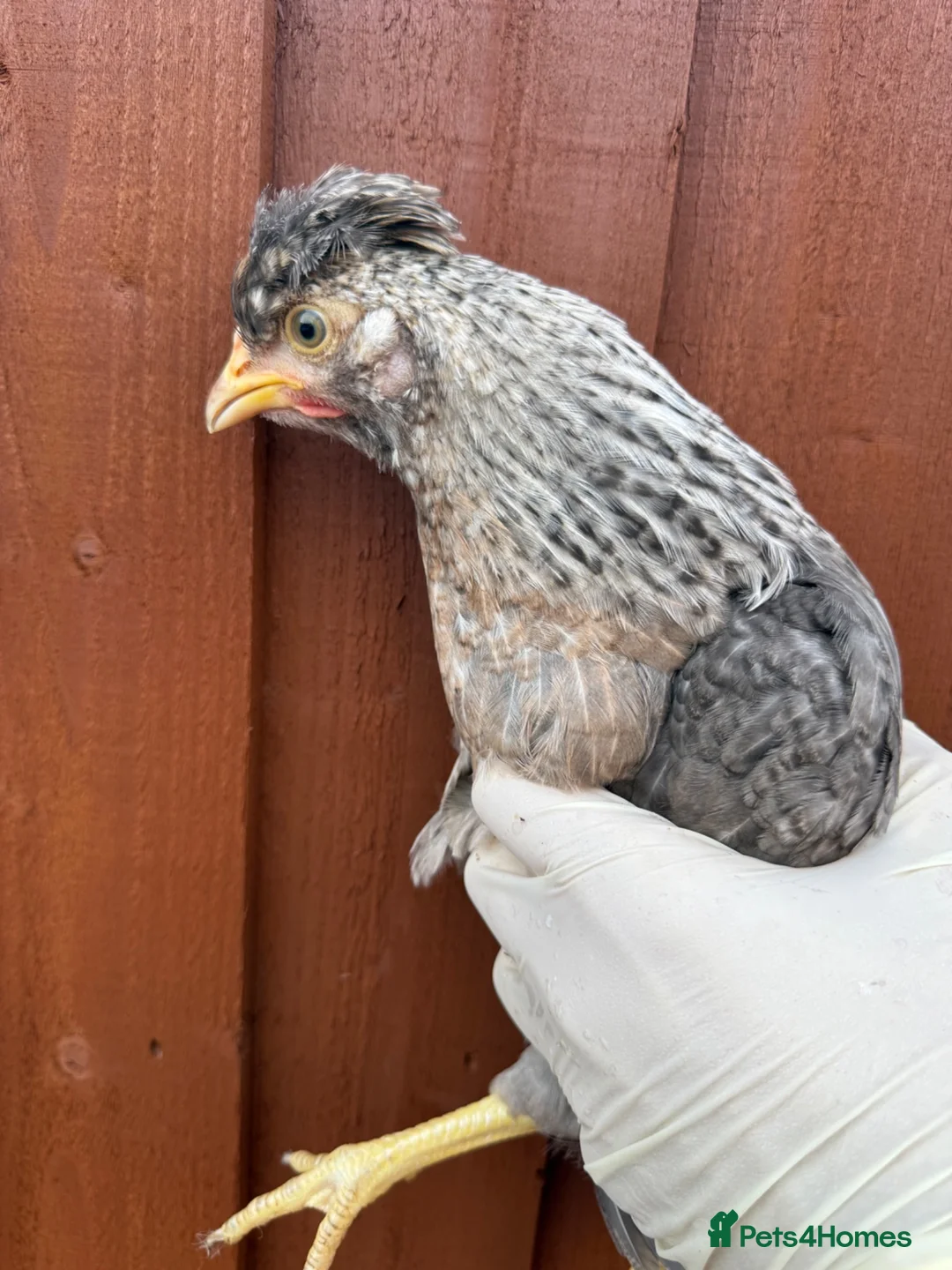 Chickens poultry for sale: Cream Legbar hens 11 available  - Advert 1