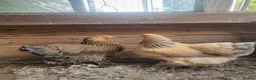 Chickens poultry for sale: 2 barahma hens - Advert 7