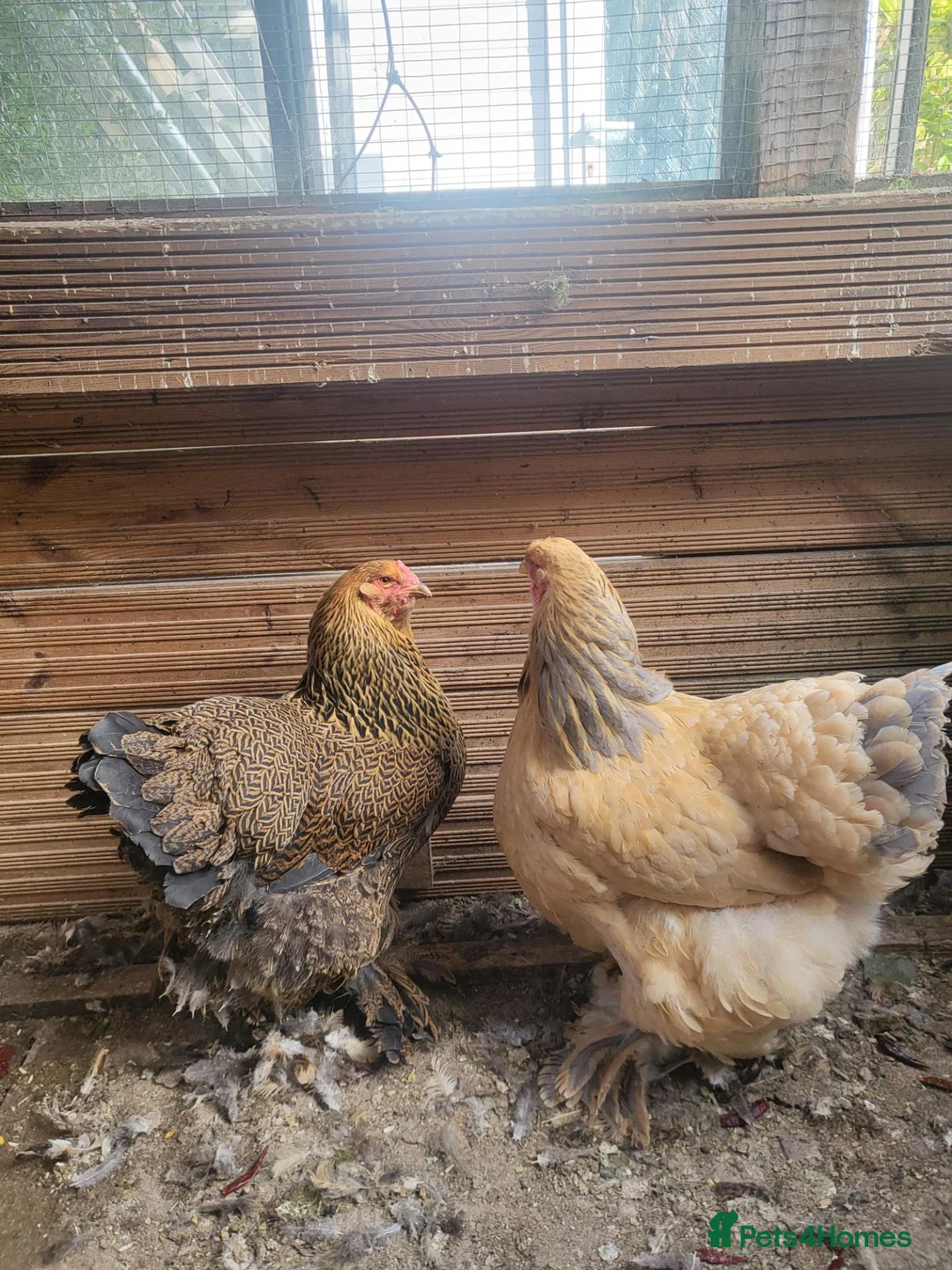 Chickens poultry for sale: 2 barahma hens - Advert 7