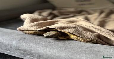 Hermann Tortoise reptiles Male Hermann Tortoise for sale(Enclosure included) - Advert 9